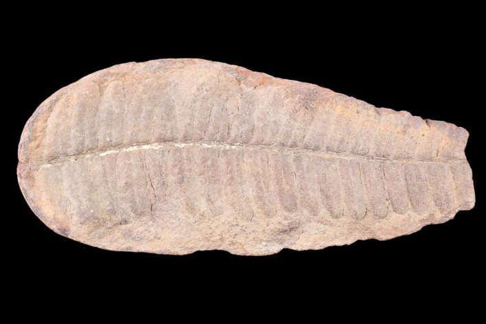 Pecopteris Fern Fossil - Mazon Creek #86338